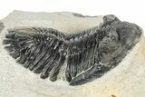 Detailed Hollardops Trilobite Fossil - Ofaten, Morocco #346539-2